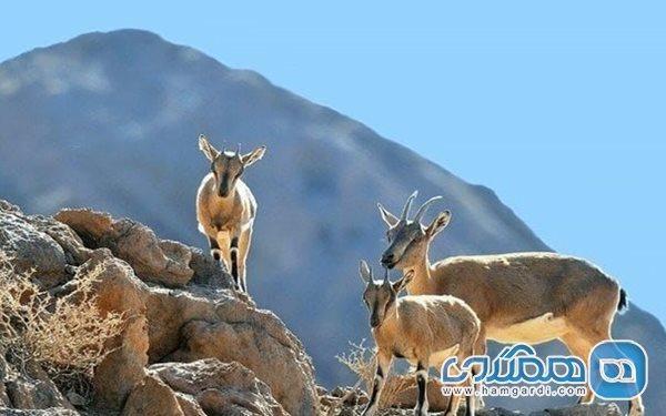 منطقه حفاظت شده قلاجه یکی از دیدنی های استان کرمانشاه است منطقه حفاظت شده قلاجه یکی از دیدنی های استان کرمانشاه است