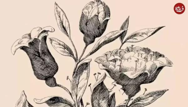 معمای جالب توهم نوری؛ چند چهره در این تصویر می بینید؟ معمای جالب توهم نوری؛ چند چهره در این تصویر می بینید؟