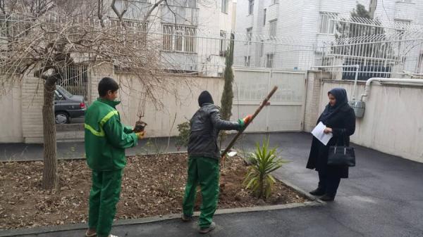 رایگان در خانه تان نهال بکارید رایگان در خانه تان نهال بکارید