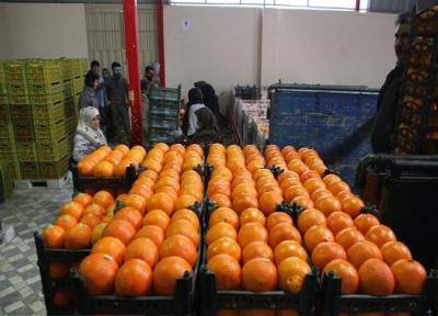 صادرات پرتقال مازندران به چین برای اولین بار در تاریخ