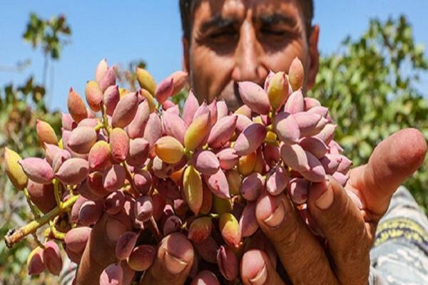 برگزاری جشنواره پسته در رفسنجان برگزاری جشنواره پسته در رفسنجان