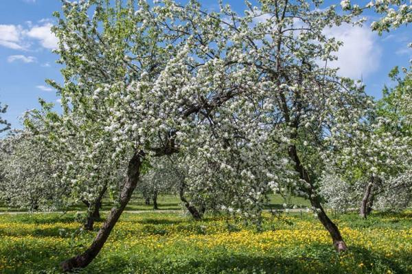 تور مجازی شکوفه های سیب در مجموعه کولومنسکه مسکو تور مجازی شکوفه های سیب در مجموعه کولومنسکه مسکو