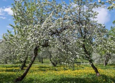 تور مجازی شکوفه های سیب در مجموعه کولومنسکه مسکو